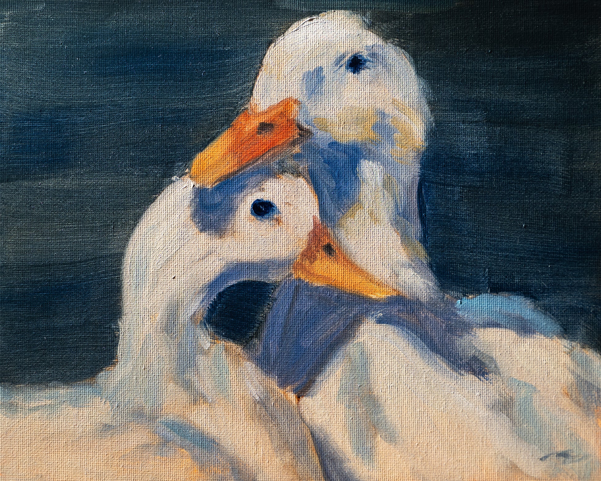 Two ducks with orange beaks on a dark blue background