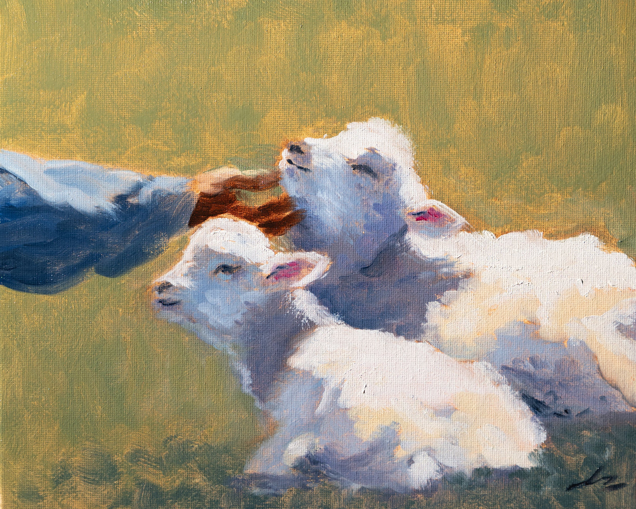 Two white lambs lying on a grassy field with a soft, blurred background