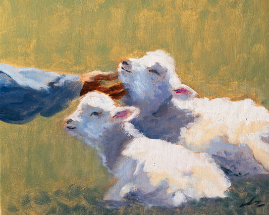 Two white lambs lying on a grassy field with a soft, blurred background